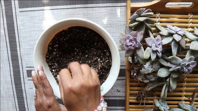 Unboxing And Repotting #Graptopetalum Pentandrum Superbum