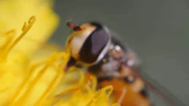 пчела в макро [bee in macro] смотреть онлайн