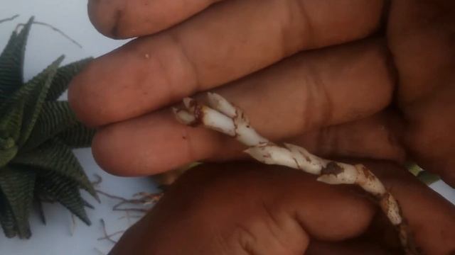 Haworthia limifolia Plant Propagation and caring in Telugu | I Do Gardening | Telugu gardening смотреть онлайн