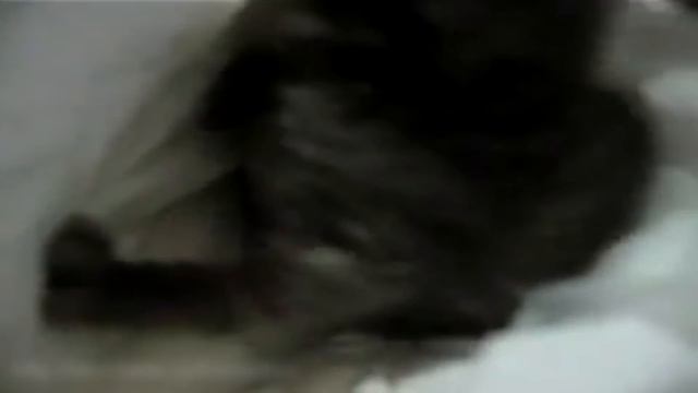 котенок чихнул смотреть онлайн