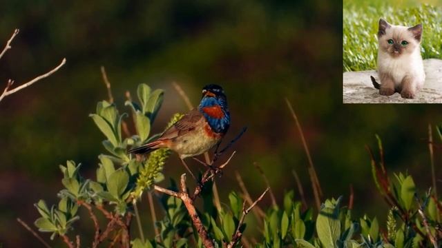 Варакушка - Luscinia svecica.mp4 смотреть онлайн