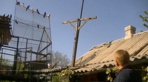 Голуби г. Помошная Кировоградская область