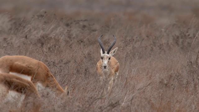 Джейран (Gazella Subgutturosa) - Goitered Gazelle | Film Studio Aves