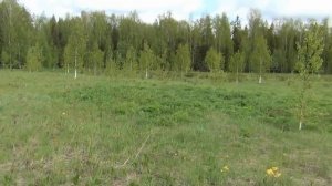 Иван-чай, элитный, двойной ферментации, из молодого кипрея.