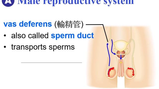 Lesson 07_Ch13 male reproductive system 1 смотреть онлайн