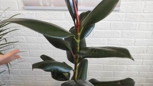 Фикус каучуконосный. Обрезка и размножение фикуса эластика