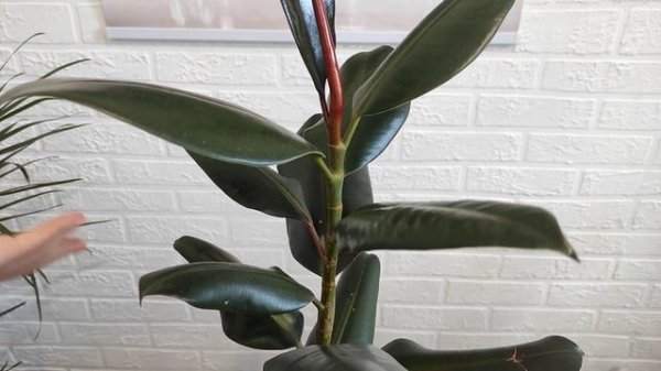 Фикус каучуконосный. Обрезка и размножение фикуса эластика