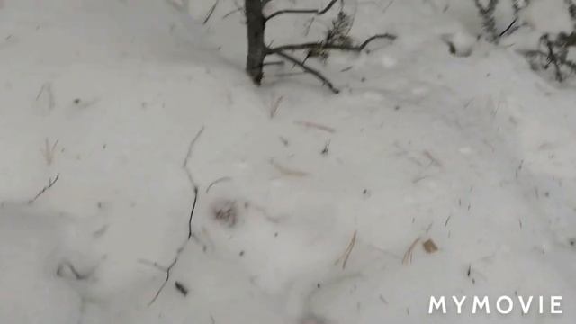 Зимняя добыча кедрового ореха смотреть онлайн