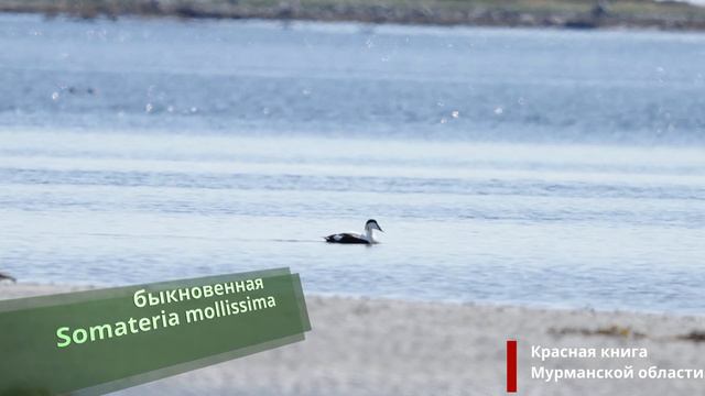 лувеньга, охота на литорали смотреть онлайн