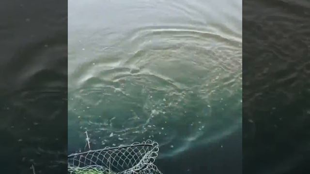 Рыбалка Анохино Егорьевский район (Егорьевск) смотреть онлайн