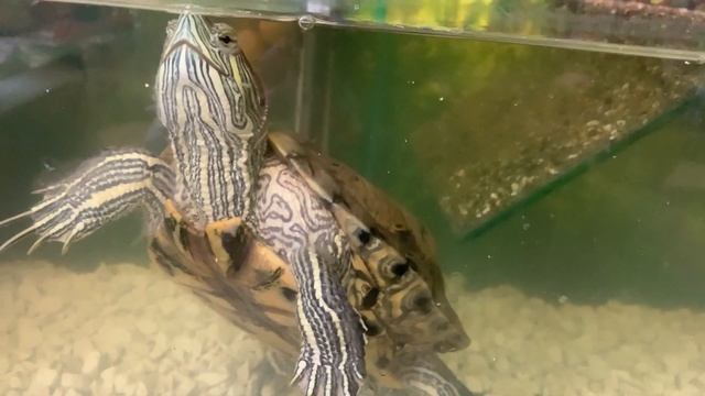 Мутная вода в аквариуме - что делать? смотреть онлайн