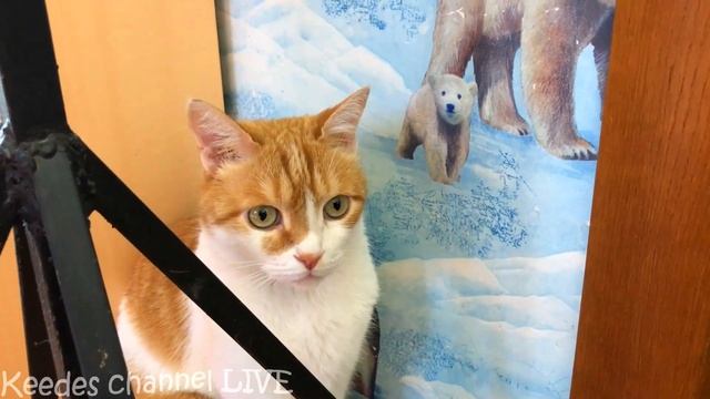 Завели нового питомца! Рыжик в шоке, Маша в восторге смотреть онлайн