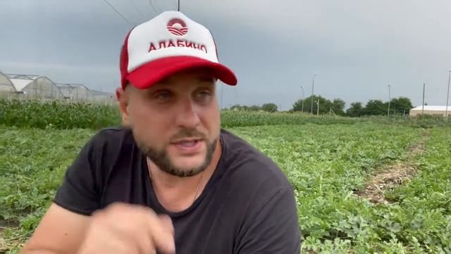 Важное об АРБУЗАХ!! Смотри внимательно! #арбузы #тля смотреть онлайн