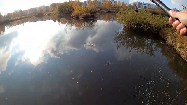 КАРП на 8 кг! Ловля карпа в октябре 2023 смотреть онлайн