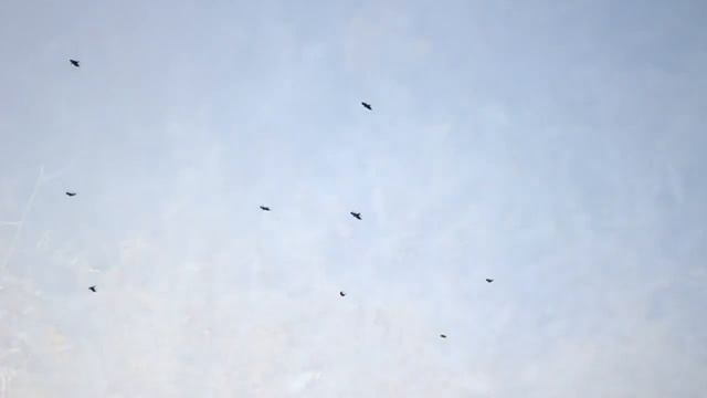 Поёт Валерий Сёмин. "КАПРИЗЫ ОСЕНИ" смотреть онлайн