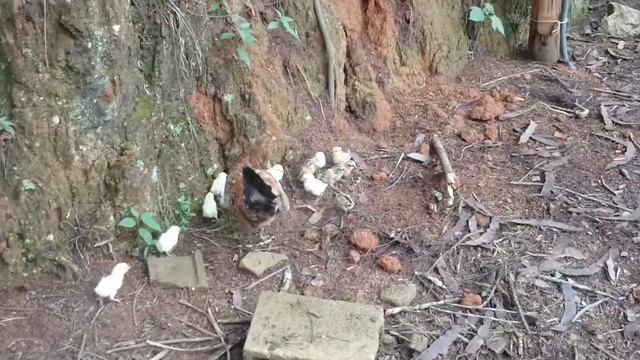 Pintos Pintados цветные цыплята смотреть онлайн