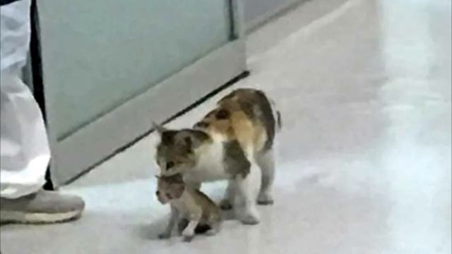 Бездомная кошка мать принесла своего котенка к ветеринару. Невозможно не заплакать! смотреть онлайн