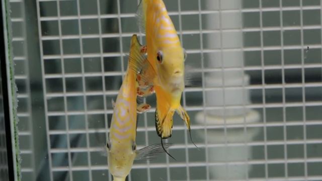 Golden Checkerboard Discus Breeding Pair смотреть онлайн
