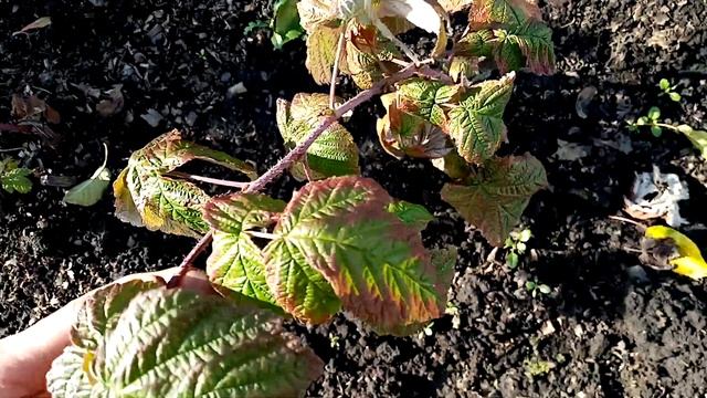 Обрезаю на Зиму Малину Ремонтантную сорта ГЕРАКЛ. Ужасно Плохо Растёт.???? 20 октября 2922г. смотреть онлайн