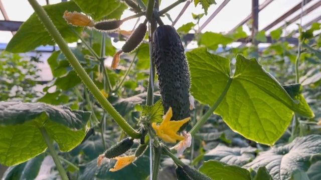 Из-за сильного ветра порвало пленку в двух местах.Прекращаем точку роста,делаем уход. смотреть онлайн