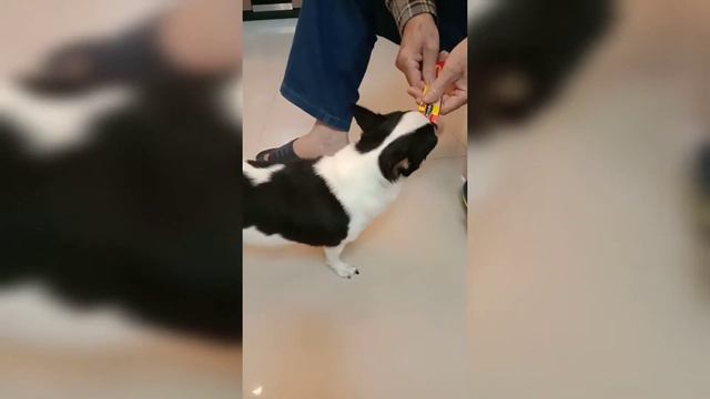 Chihuahua|Norwegian Forest Cat|Playing and feeding|Cutie dog and cat смотреть онлайн