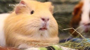Что НЕЛЬЗЯ есть морским свинкам: ЗАПРЕЩЕННЫЕ ПРОДУКТЫ / Свинки шоу / SvinkiShow