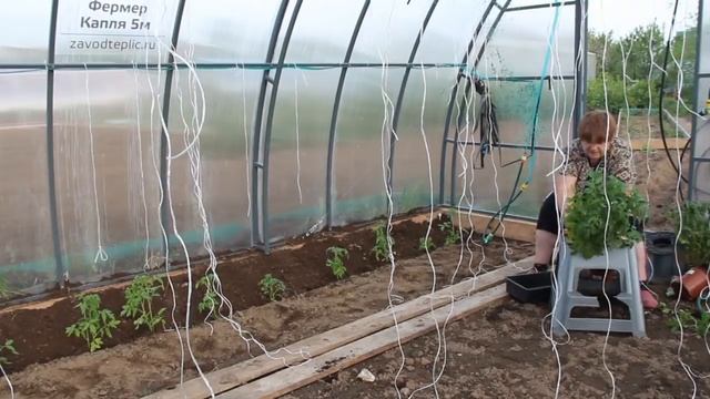 СЛАБОНЕРВНЫМ НЕ СМОТРЕТЬ! ТОМАТЫ В ГРУНТ ПО-ВАРВАРСКИ. 13.05.19 смотреть онлайн