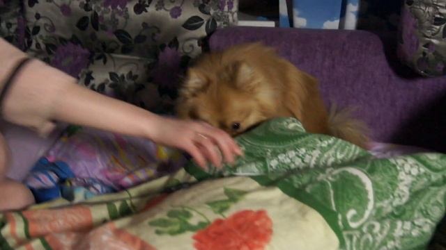 Шпиц поёт смотреть онлайн