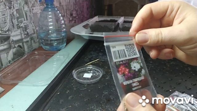 первые всходы... первый блин комом!Канны из семян результат всходов, продолжаем сезон смотреть онлайн