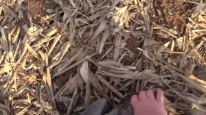 На гуся в Татарстан. Часть 3. Нашествие гусей.