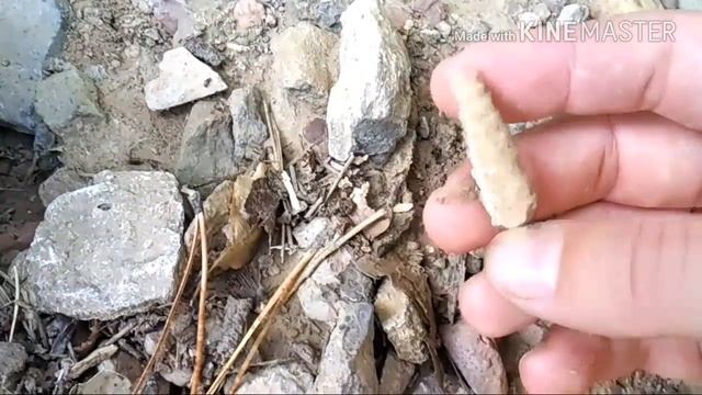 поиски окаменелостей Ялта 2017-08-19 смотреть онлайн