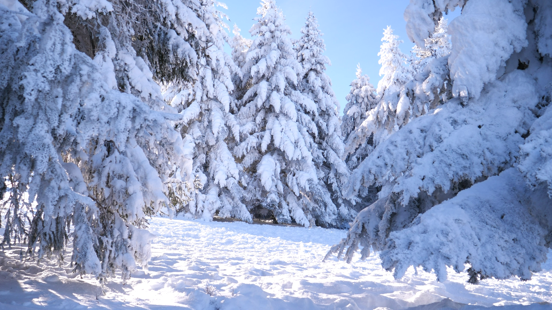 ?Shiah Maisel & Clarx - Done Better (feat. AViVA) [NCS Release]