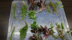 ФИТО ПРОЖЕКТОРА ИЛИ КОМБИНИРОВАННОЕ ОСВЕЩЕНИЕ??? ЧТО ЛУЧШЕ ДЛЯ РАСТЕНИЙ? ЭКСПЕРИМЕНТ.