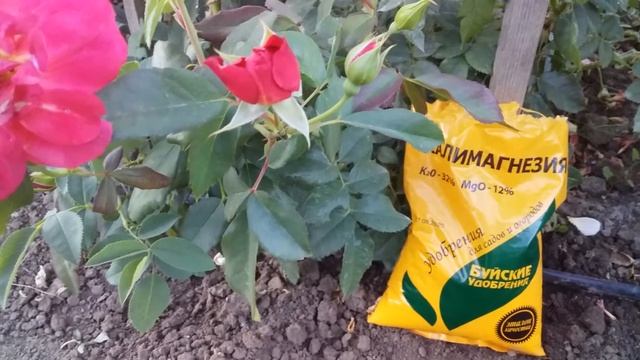 КАЛИМАГНЕЗИЯ для роз. Важная подкормка роз. смотреть онлайн