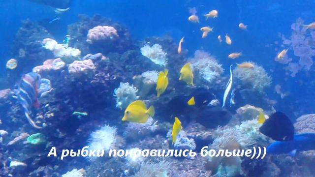 Leningradsky ZOO. Зоопарк зимой. смотреть онлайн