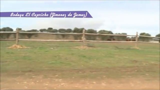 "Por mis fogones" visita El Capricho смотреть онлайн