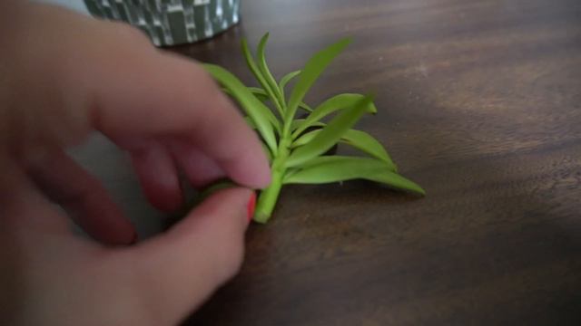 Propagate: Happy Bean Peperomia