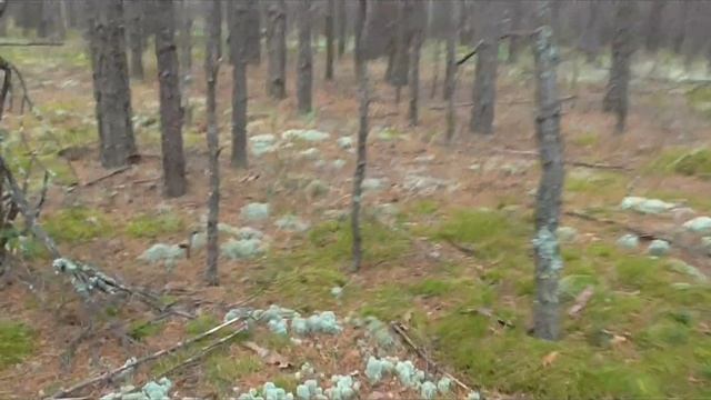 Пришёл в лес, а все грибы.... Из города в деревню 208 серия. смотреть онлайн