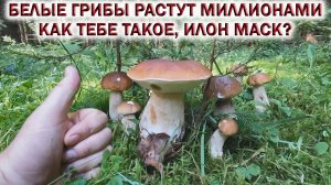 ?БЕЛЫЕ ГРИБЫ растут МИЛЛИОНАМИ в ПОДМОСКОВЬЕ!?Как тебе такое, ИЛОН МАСК❓ Грибы в сентябре 2023?