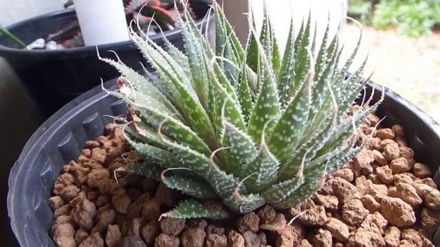 Lace Aloe - perfect plant for window sill - will bloom. A succulent. смотреть онлайн