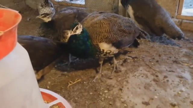 Павлины в моем дворе::: Увлекательный рассказ о содержании, кормлении и о много другом::: ИНДИЙСКИЙ смотреть онлайн