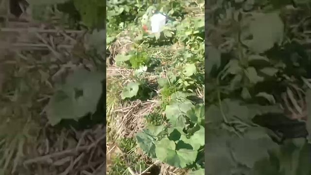 Рыбалка на речке #рыбалка смотреть онлайн