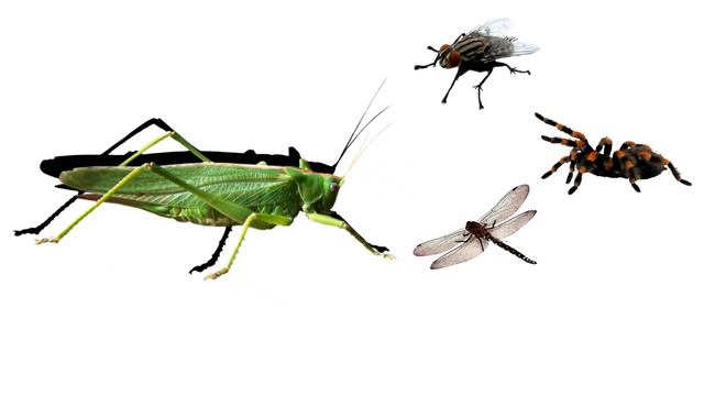 Развивающие МУЛЬТИКИ про животных для детей Учим животных и их звуки смотреть онлайн