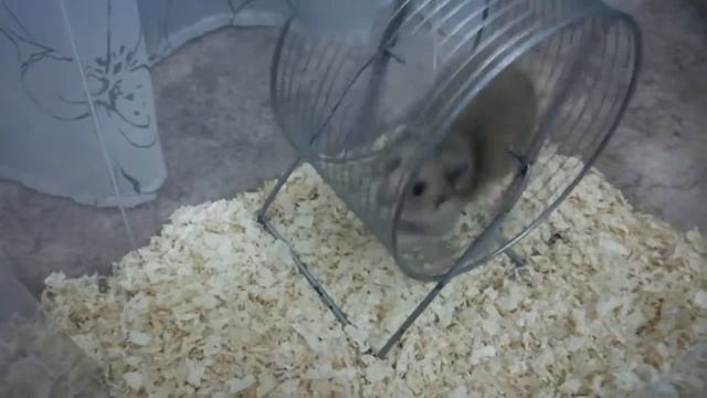 Сирийский хомяк бегает в колесе #2 смотреть онлайн