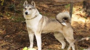 Западносибирская Лайка - ВСЁ О ПОРОДЕ! Универсальный Охотник  Который не боится даже Медведя.