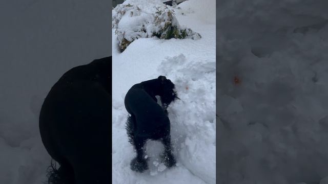 Найти любимый мяч 🥎 на заснеженном поле 🐕🦺🔥 #riesenschnauzer #ризеншнауцер #dog #giant #자이언트 смотреть онлайн