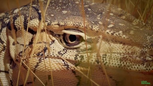 The Giant, Kangaroo Hunting Lizard - The Perentie Monitor | King Of The Outback and Folklore Legend смотреть онлайн