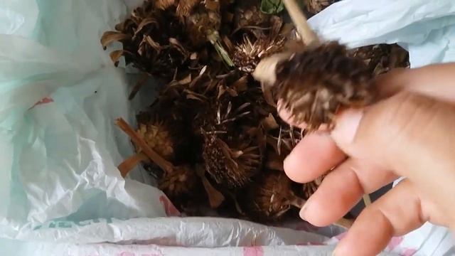 Como Cuidar Y Reproducir ZINNIAS, FLOR DE PAPEL