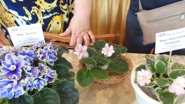 Откуда берутся фиалки-химеры? Как закрепить химерный спорт? Укоренение цветоносов. Школа Фиалки