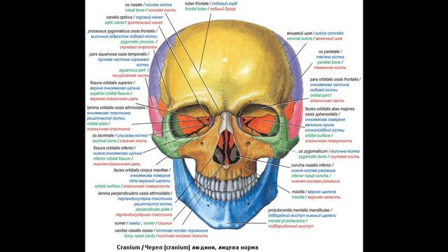 40. Кістки лицевого черепа - AnatomUa_AUDIO смотреть онлайн